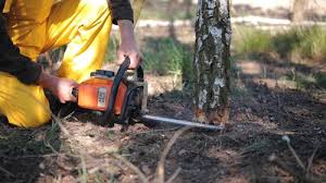 Best Tree Cabling and Bracing  in Hephzibah, GA