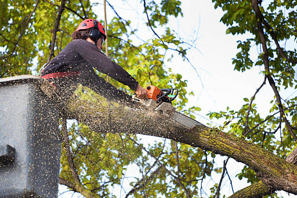 Best Utility Line Clearance  in Hephzibah, GA